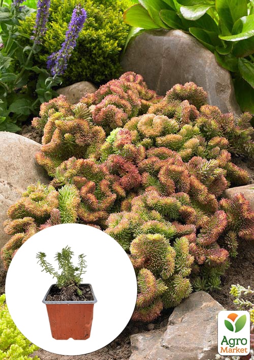 Очиток відігнутий "Cristatum"