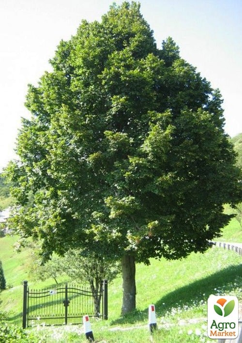 Эксклюзив! Липа ярко-зеленая "Ремедиал" (морозостойкий медонос) высота 50-100см - фото 2