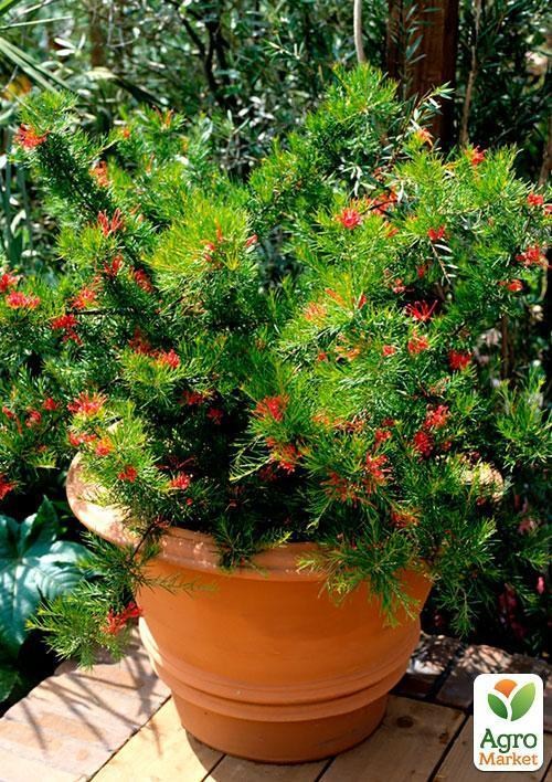 Гревиллея "Бенкс Форстер" ТМ "Vesna Exclusive" 2шт - фото 4