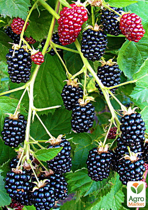 Ожина ремонтантна "Прайм Джим" (Prime Jim)