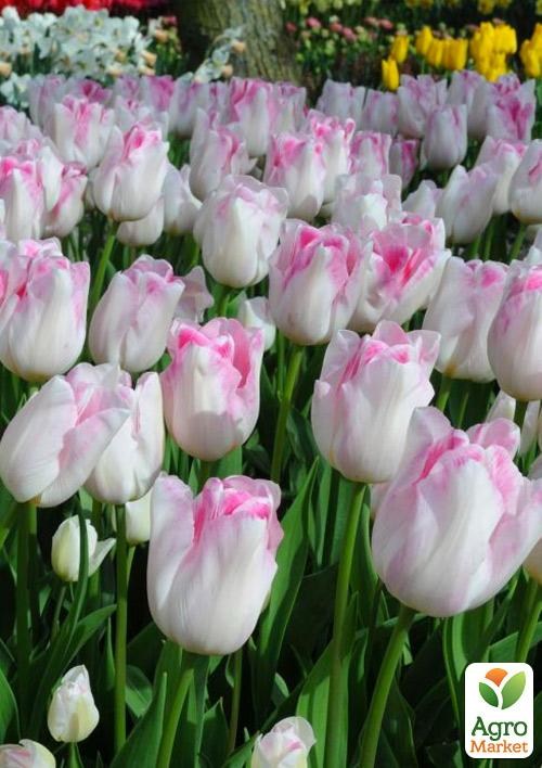 Тюльпан "Infiniti" 3шт в упаковке