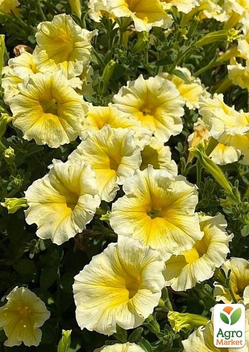 Петуния ампельная "Bonnie Lemon Yellow"