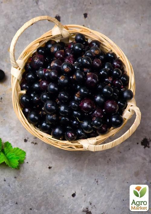 Смородина чорна "Гоферт" (Gofert) (ранній термін дозрівання, високоврожайний сорт) - фото 5