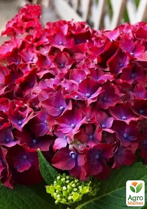 Гортензия крупнолистная 2-х летняя "Speedy Red Purple" высота саженца 25-45см