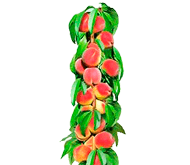 Саджанці колоновидного персика