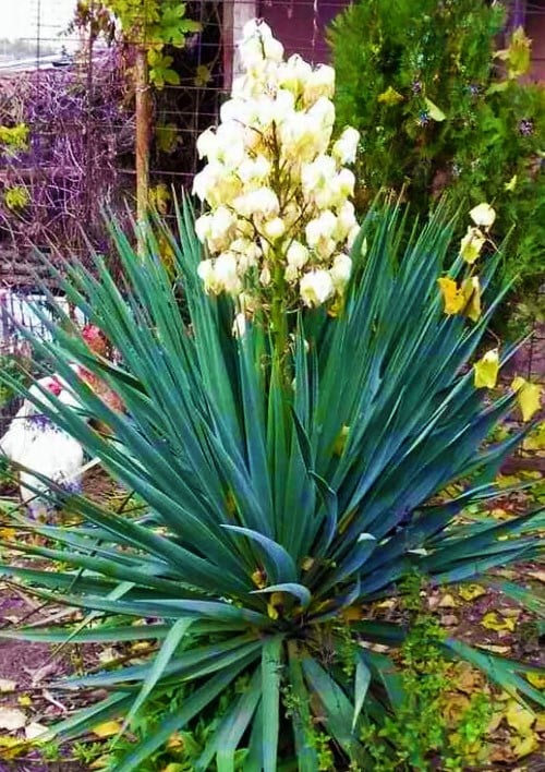 Юкка нитчата (кореневище) 