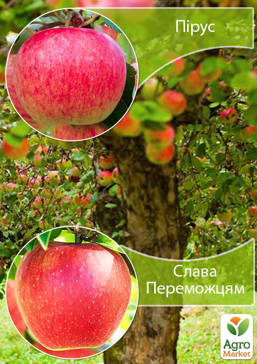 Дерево-сад Яблуня "Пірус+Слава Переможцям"