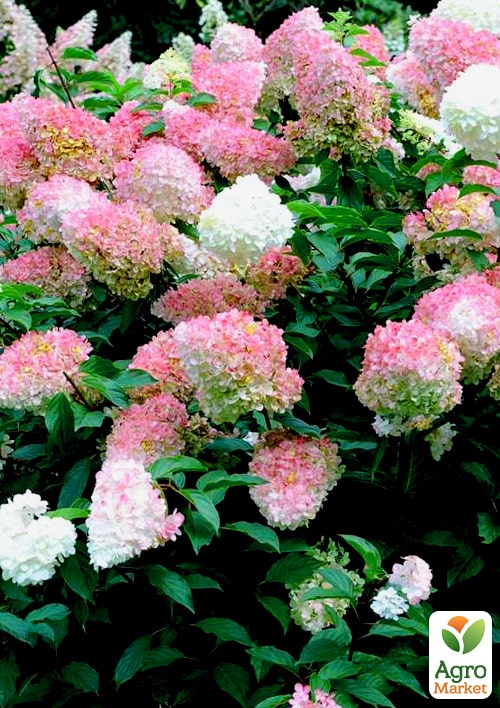 Гортензія волотиста "Pink Lady" вазон Р9 - фото 6
