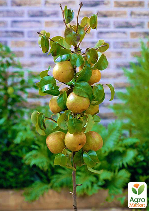 Азиатская груша "Дайсуле" (летний сорт)