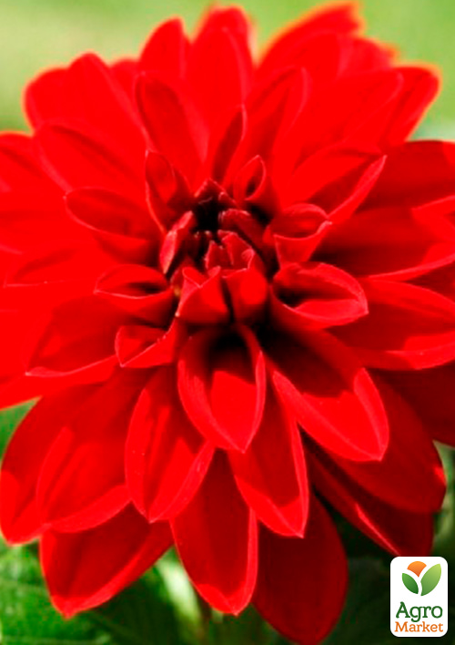 Жоржина "Gallery Singer" - фото 2