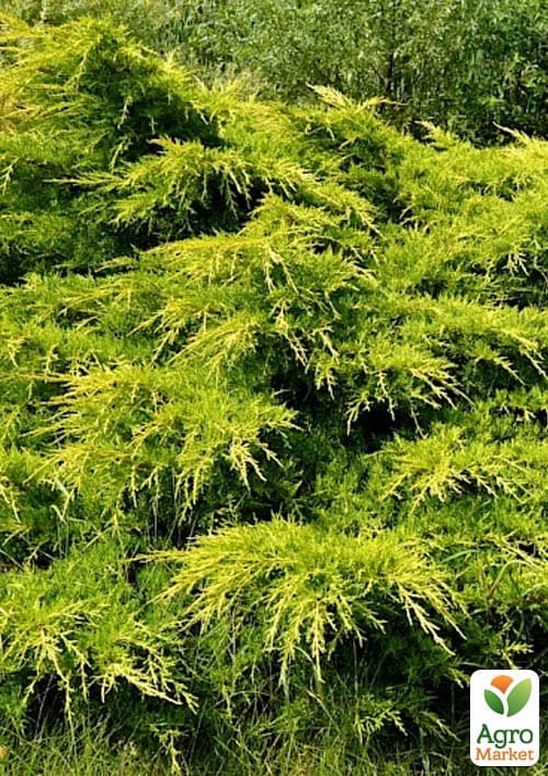 Ялівець середній "Pfitzeriana Aurea" С2 діаметр 20-30см