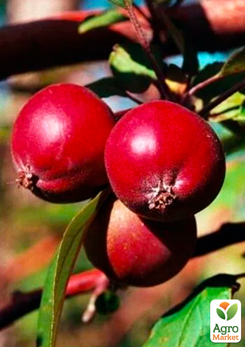 Яблуня "Недзвецького" (райське яблучко) (осінній сорт, середній термін дозрівання)