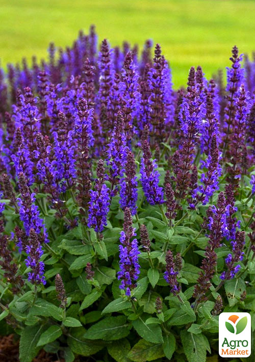 Шавлія "Deep Ocean"