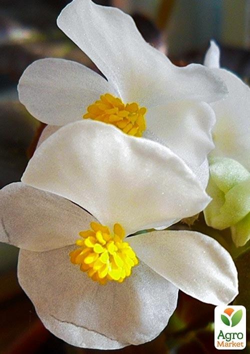 Бегонія вічноквітуча "Cocktail Whiskey" 1 шт. - фото 2