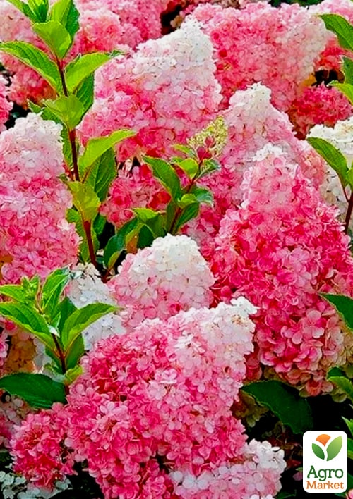 Гортензія волотиста "Pink Lady" вазон Р9 - фото 5