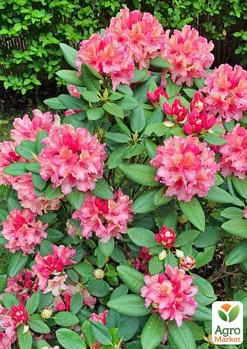 Рододендрон гибридный вечнозеленый "Emanuella"  - фото 7