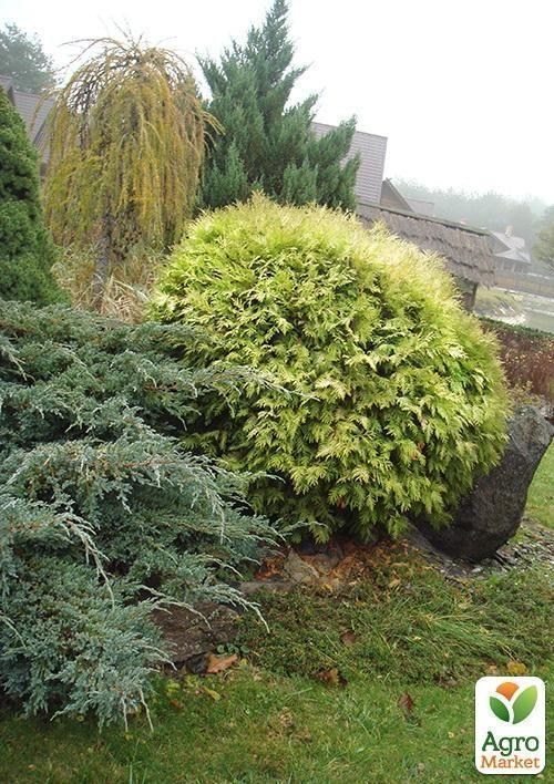 Туя западная "Globosa Aurea" (контейнер Р9, высота 10-12 см)