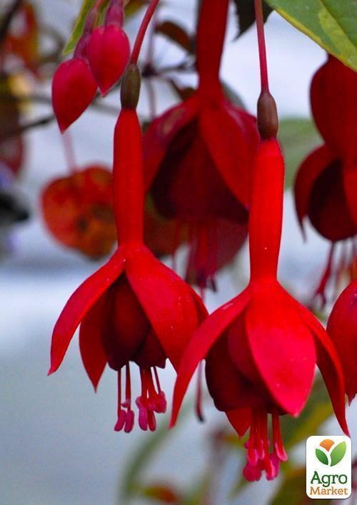 Фуксия ампельная "Marinka" (контейнер № 10, высота 5-10 см) - фото 2