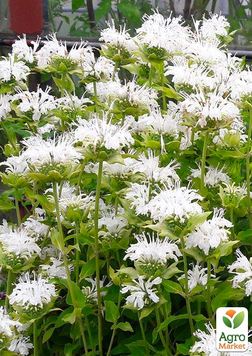 Бергамот (Монарда)  "Schneewittchen"