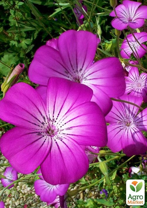 Агростемма (в банке) ТМ "Весна Органик" 7г