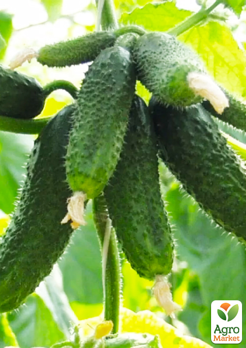Огурец "Treasure Island" ТМ "Vesna Select" 0.5г - фото 2