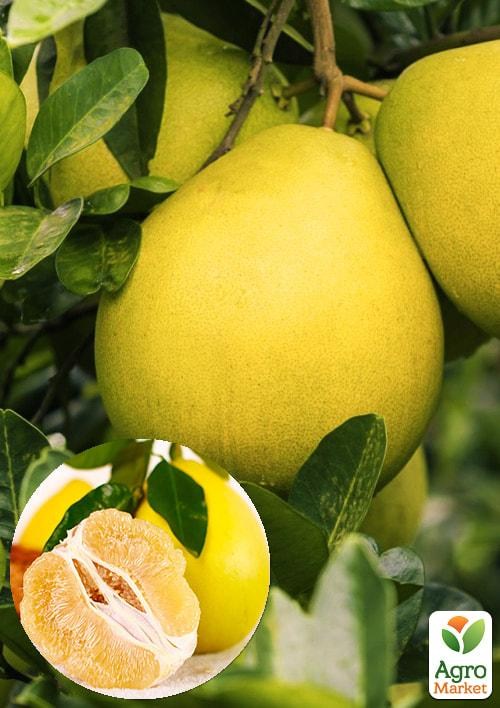 Помело "Siamense" (вік саджанця 2 роки)