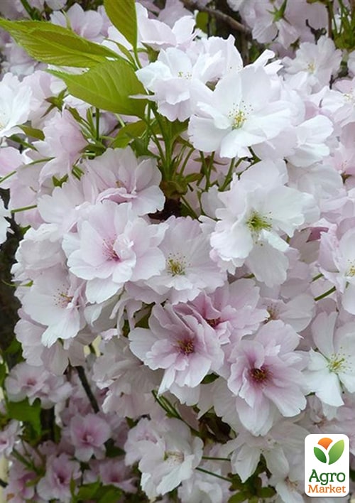 Сакура колоновидна "Аманогава" (Amanogawa) висота 100см