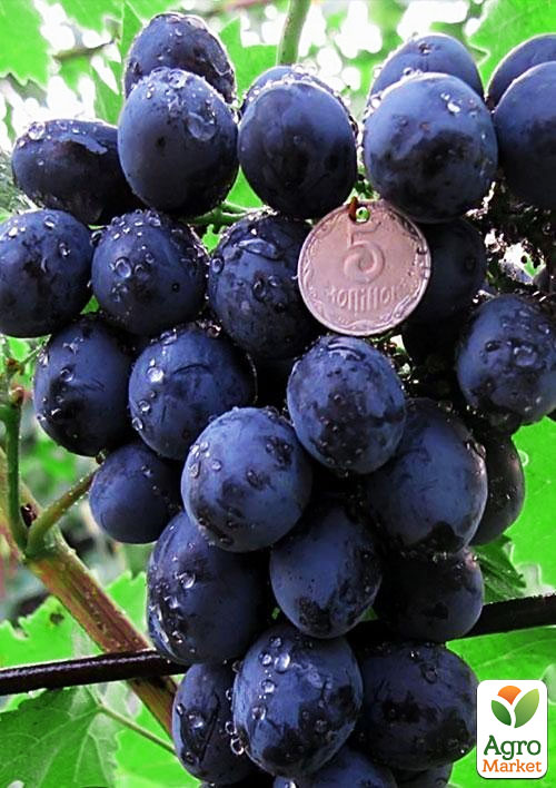 Виноград "Сфинкс" (очень ранний срок созревания)