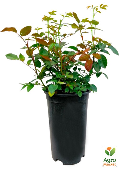 Роза в контейнере флорибунда "Bengali" (саженец класса АА+) - фото 2