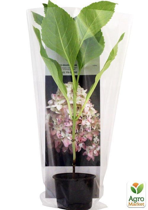 Гортензія волотиста "Мagical Candle" (контейнер C3) - фото 2