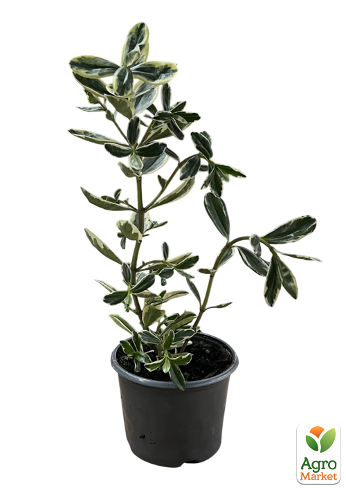 LMTD Хебе "Tricolor" высота 20-25см - фото 8