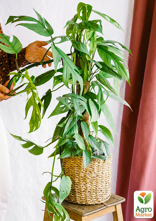 Эпипремнум "Cebu Blue" 20-30см