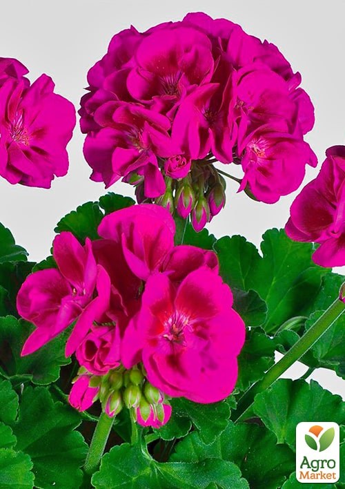 Пеларгония зональная Flower Fairy "Berry"  - фото 3