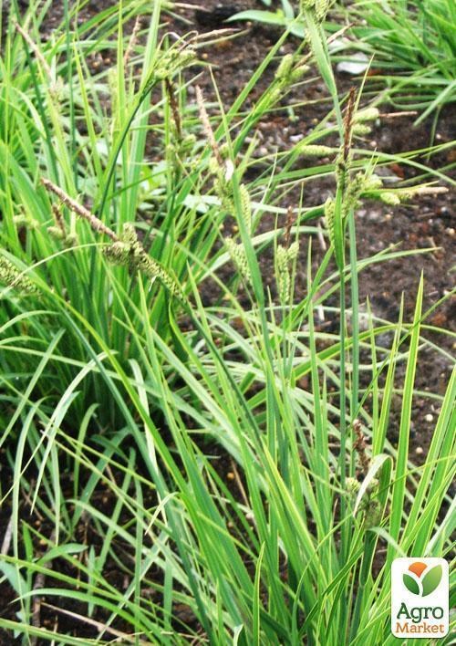 Осока темная Пестролистная - фото 2