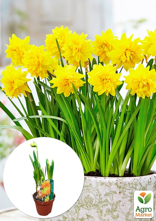 Нарцис "Tete Boucle" укорінений
