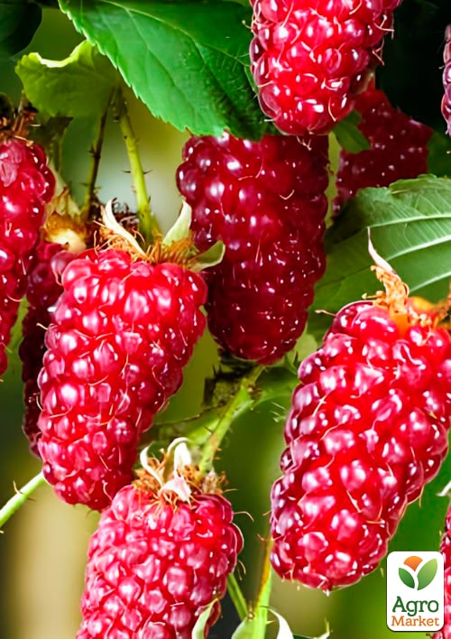 Малинно-ежевичный гибрид "Ред Даймонд" (ранний срок созревания) 