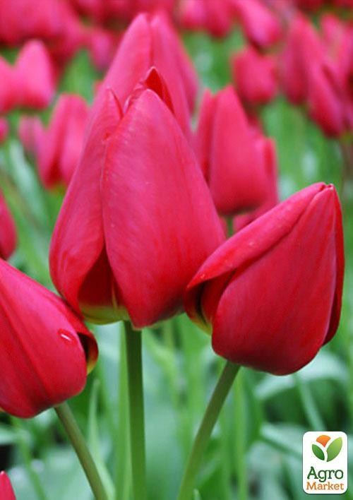 Тюльпан "Merry Go Round" (размер 11/12 , крупный) 3шт в упаковке