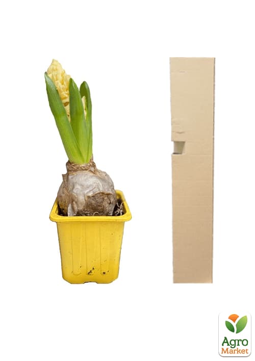 Гиацинт "City Of Haarlem" (Нидерланды) - фото 4