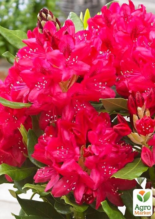 Рододендрон на штамбе "Nova Zembla" (красный) С1,5 