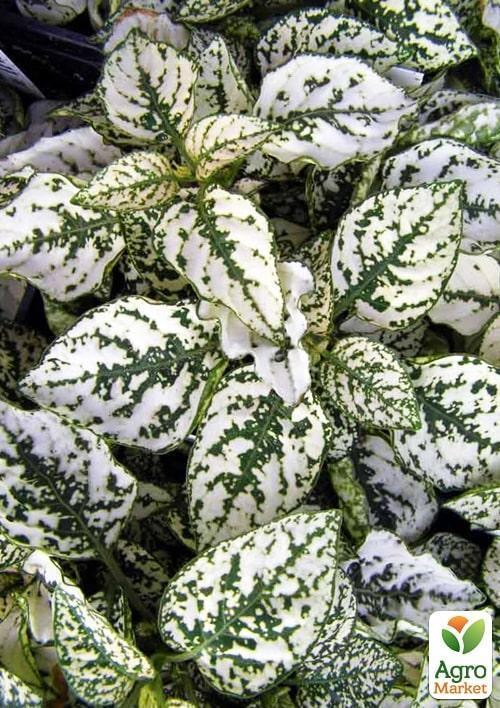 Гипоэстес "Confetti White" - фото 3