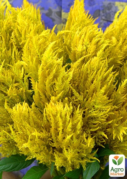 Целозия серебристая Sunday "Yellow"