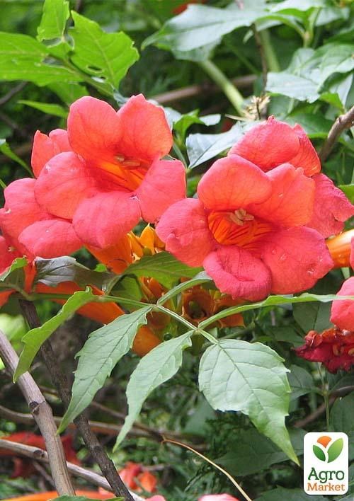 Кампсис коралловый "Текома" (Campsis)