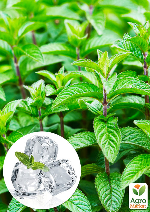 М'ята Холодна (Англійська)