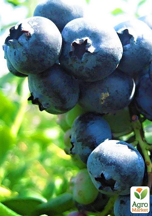 Голубика (черника садовая) ранняя "Патриот" (Patriot) очень урожайная - фото 6