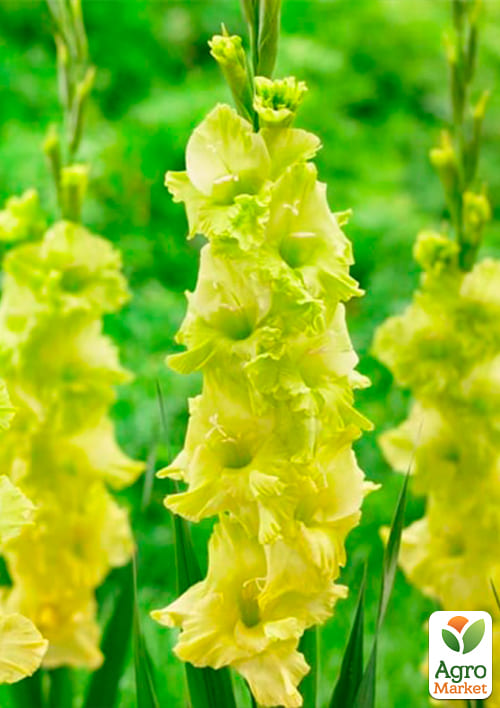 Гладиолус "Green Star" 3шт - фото 4