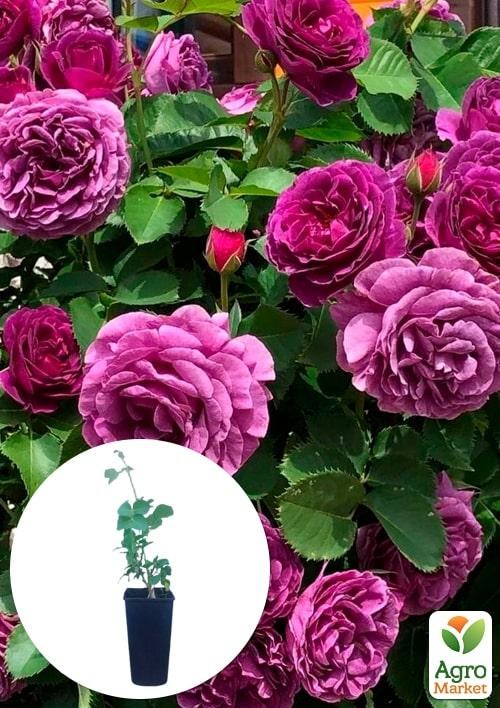 Роза в контейнере флорибунда "Minerva" (саженец класса АА+)