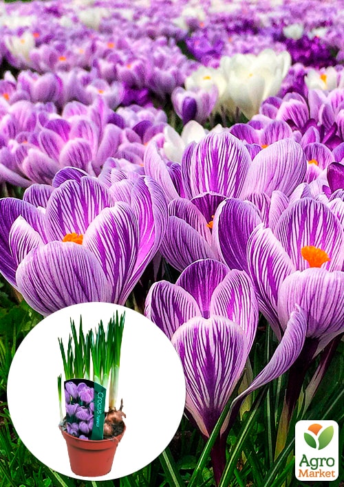 Крокус крупноцветковый "Pickwick" укорененный