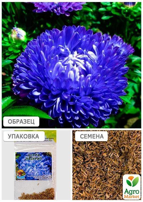 Айстра "Лазурит" (Зипер) ТМ "Весна" 0,5г - фото 2