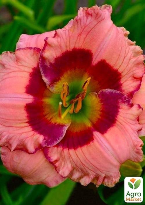 Лілійник "Beautiful Jealous Eyes" 1шт в упаковці