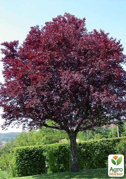 Сакура краснолистная "Роял Бургунди" (Royal Вurgundy) высота 100см - фото 6